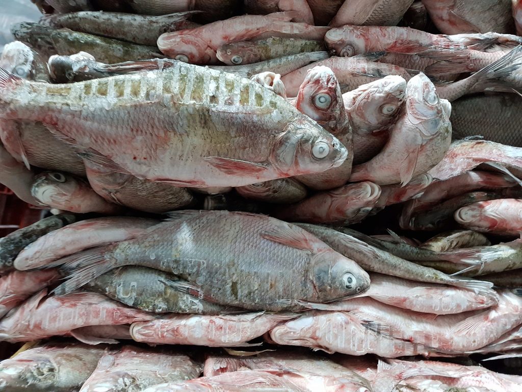 Живая Рыба В Красноярске Где Купить Цена