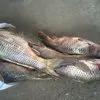 речная рыба астрахань весна 2024 !  в Астрахани 2