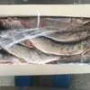 речная рыба астрахань весна 2024 !  в Астрахани 6