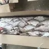 речная рыба астрахань весна 2024 !  в Астрахани 5