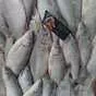 рыбец икряной средне-крупный   в Астрахани 2