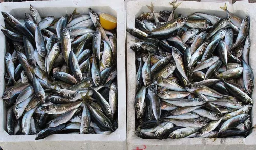 Под Астраханью в подпольном цехе обнаружили и изъяли свыше 4 тонн контрафактной рыбы