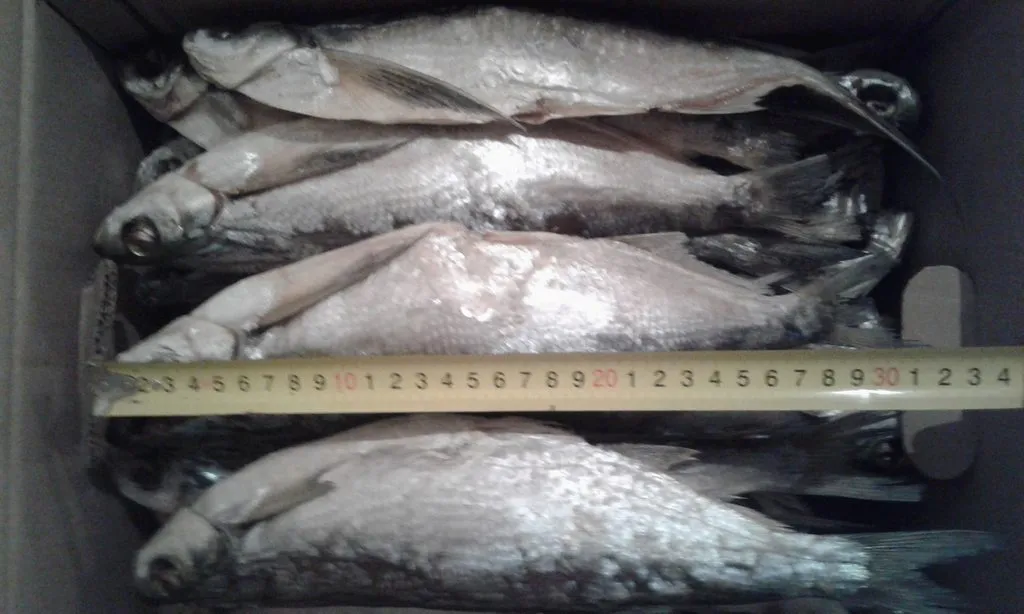 фотография продукта вяленая рыба от производителя