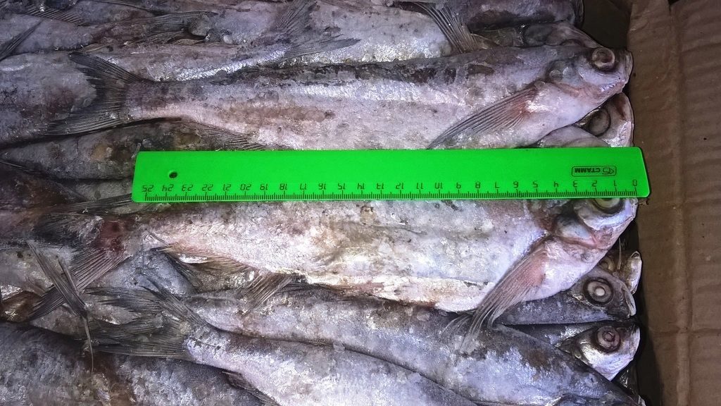 Какая рыба в астрахани в апреле. Бара Астраханская рыба. Тонкий Астрахань рыба длинная. Рыба частиковых пород фото.