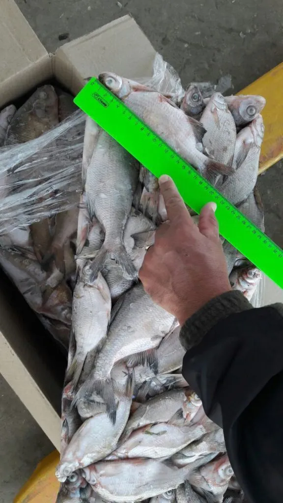 Купи рыбу сайт. Густера Астрахань рыба. Залум рыба. Фирма в Луганске рыба. Челюскинец экспорт.