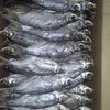 астраханская вяленая рыба щука 265р в Астрахани и Астраханской области 2