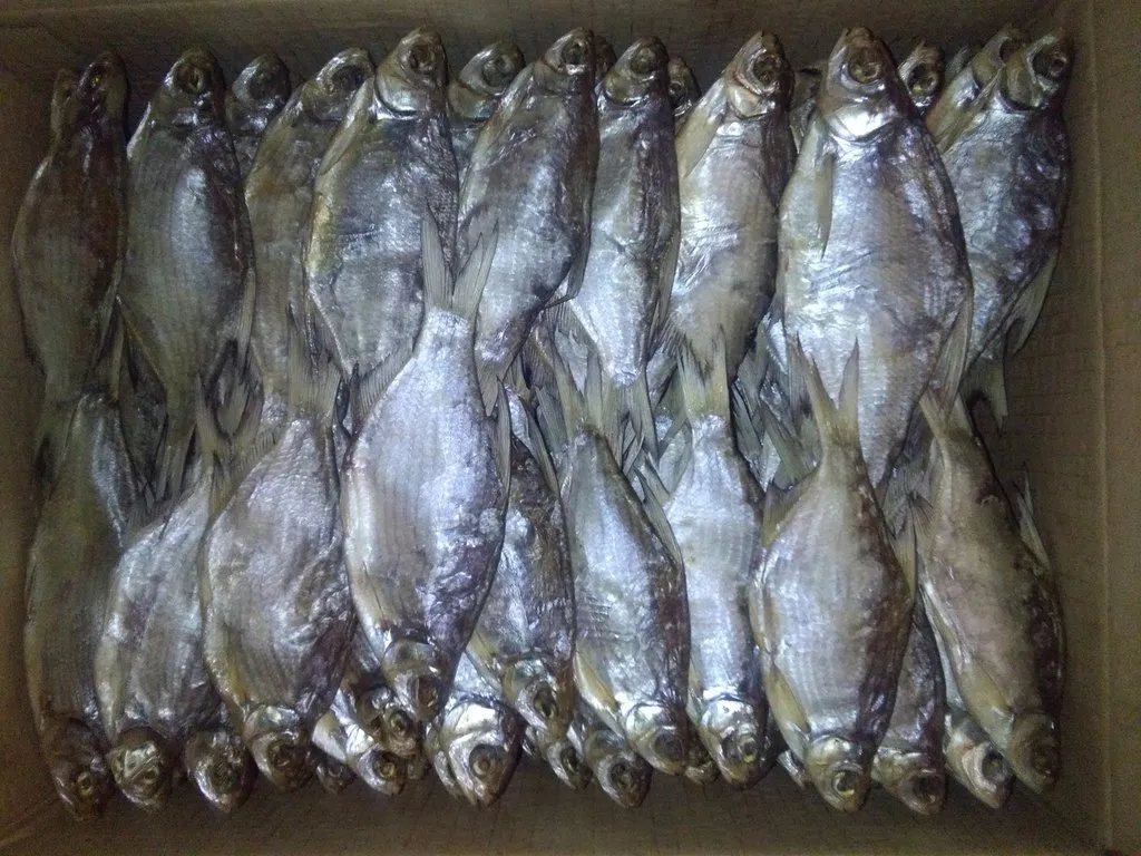 астраханская вяленая рыба щука 265р в Астрахани и Астраханской области 6