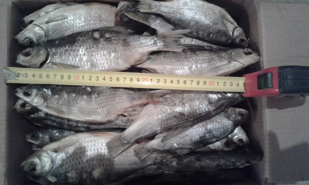 вяленая рыба  в Астрахани и Астраханской области 5