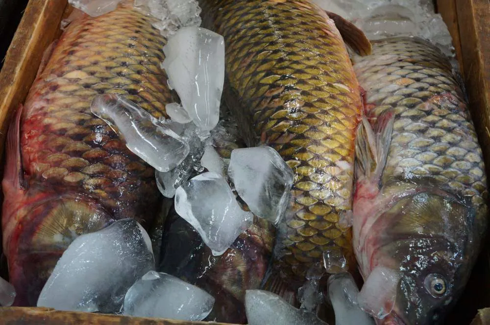 фотография продукта Свежую, свежемороженую рыбу оптом и розн