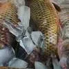свежую, свежемороженую рыбу оптом и розн в Астрахани