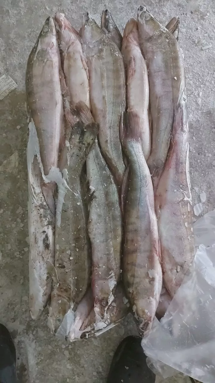 свежемороженная рыба судак в Астрахани 2