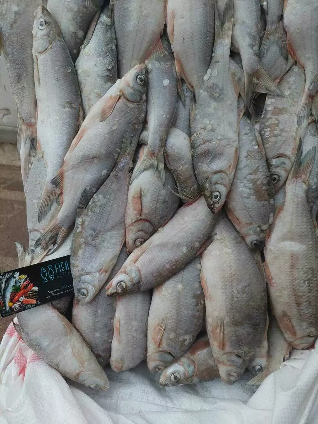фотография продукта Атыраусский рыбец в рнд и астрахани