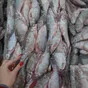 рыбец икряной серебристый средне-крупный в Астрахани 3