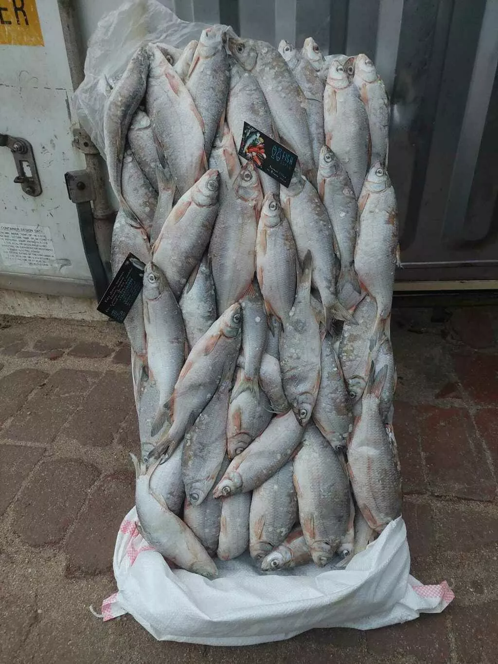 каспийский рыбец в наличии 8 тонн в Астрахани 4