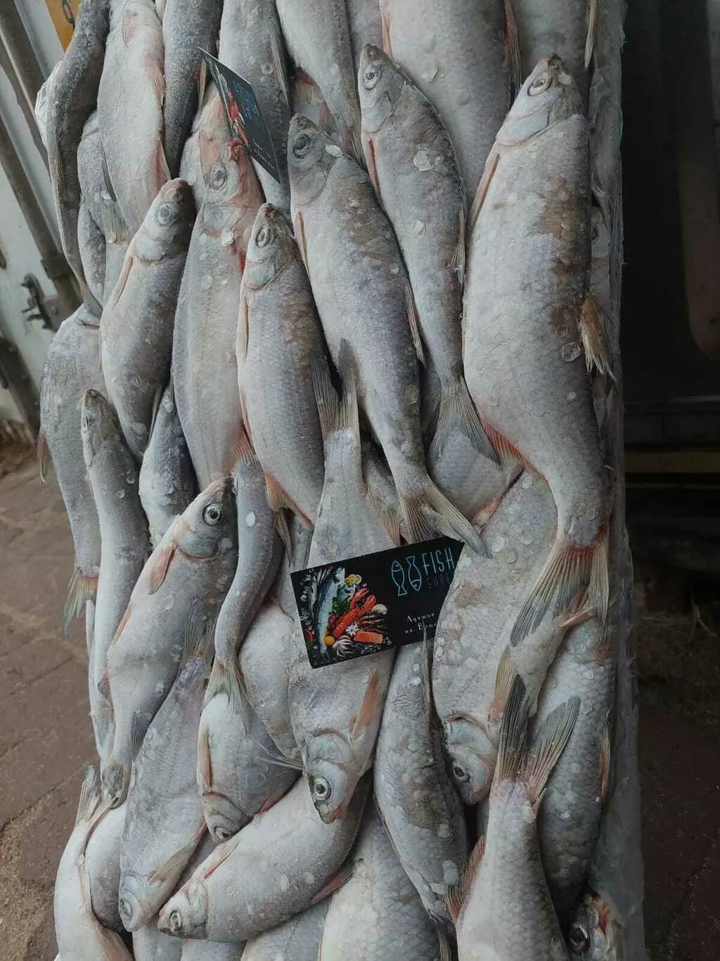 каспийский рыбец в наличии 8 тонн в Астрахани