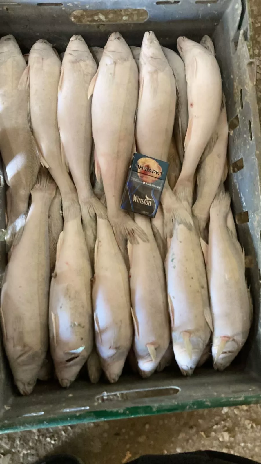 фотография продукта Рыба свежая, мороженая, вяленая