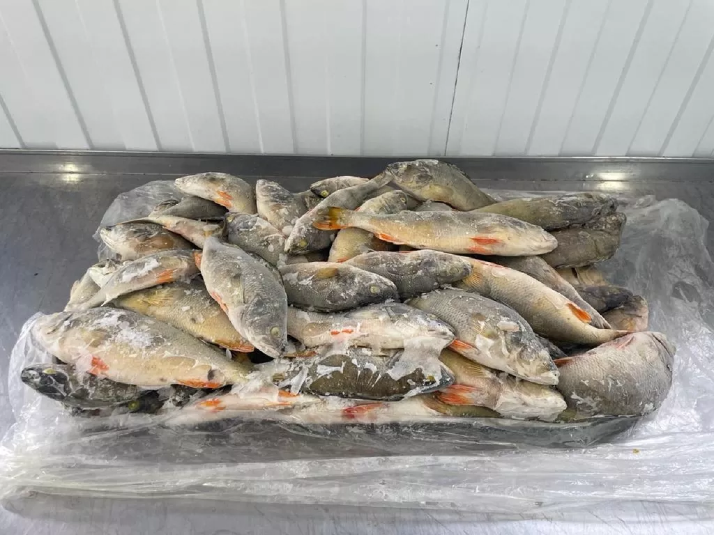 свежая, мороженая и охлажденная рыба в Астрахани и Астраханской области 3