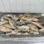 свежая, мороженая и охлажденная рыба в Астрахани и Астраханской области 3