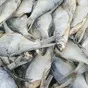рыбное филе, вяленая рыба и соломка в Астрахани и Астраханской области 4